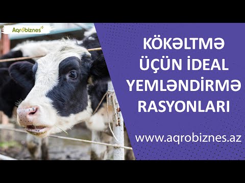 Video: Hansı heyvan qarğıdalı yeyir?