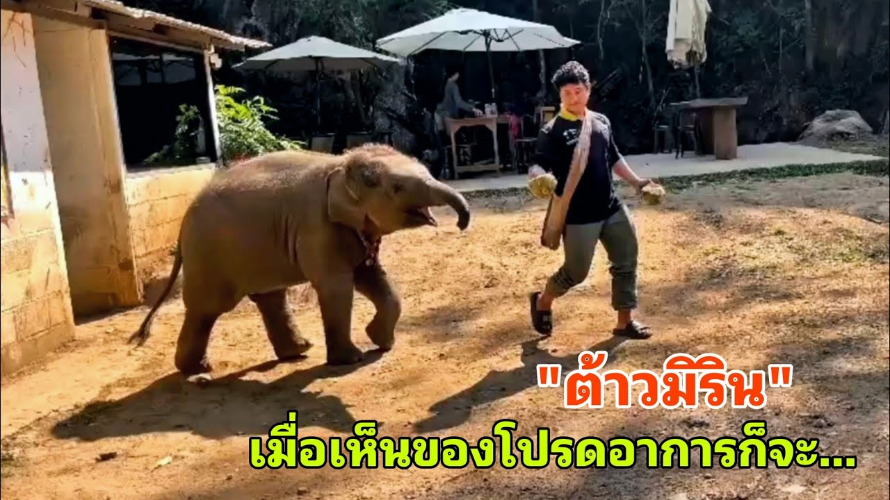 น้องมิริน มาเสิร์ฟความน่ารักสดใส เมื่อเห็นของโปรดในมือพี่ควาญเท่านั้นแหละ เดินตามไม่ห่าง