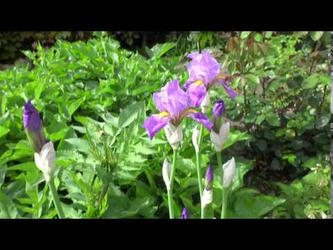 Video: Irisbollen planten - Hoe plant je Nederlandse, Engelse en Spaanse irissen