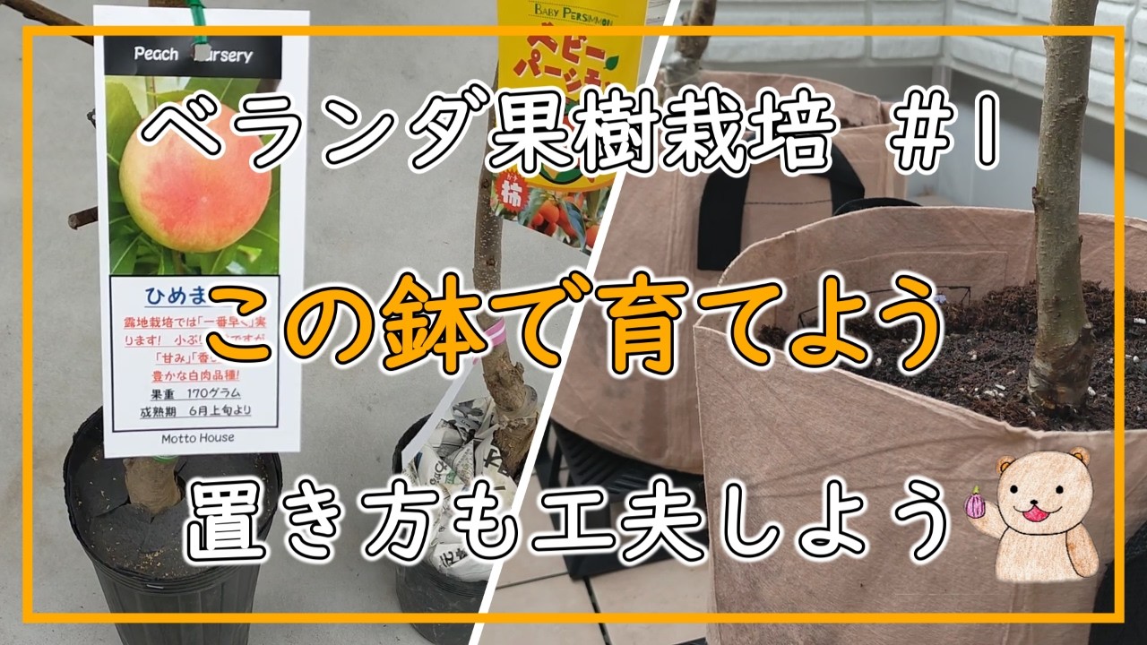 【ベランダ果樹栽培＃1】 この鉢を使おう 置き方も一工夫