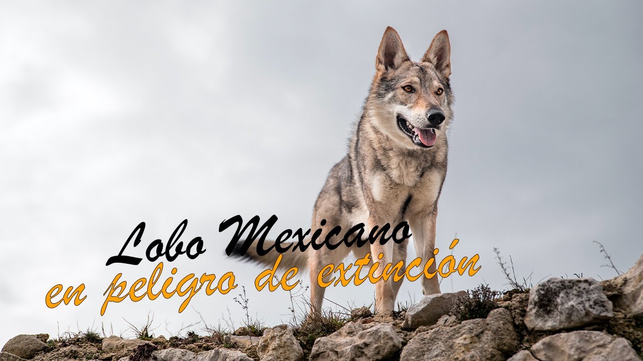 Lobo Mexicano en peligro de extinción