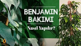 Benjamin Bakımı Nasıl Yapılır? Benjamin Bakımı Hakkında Bilmeniz Gerekenler