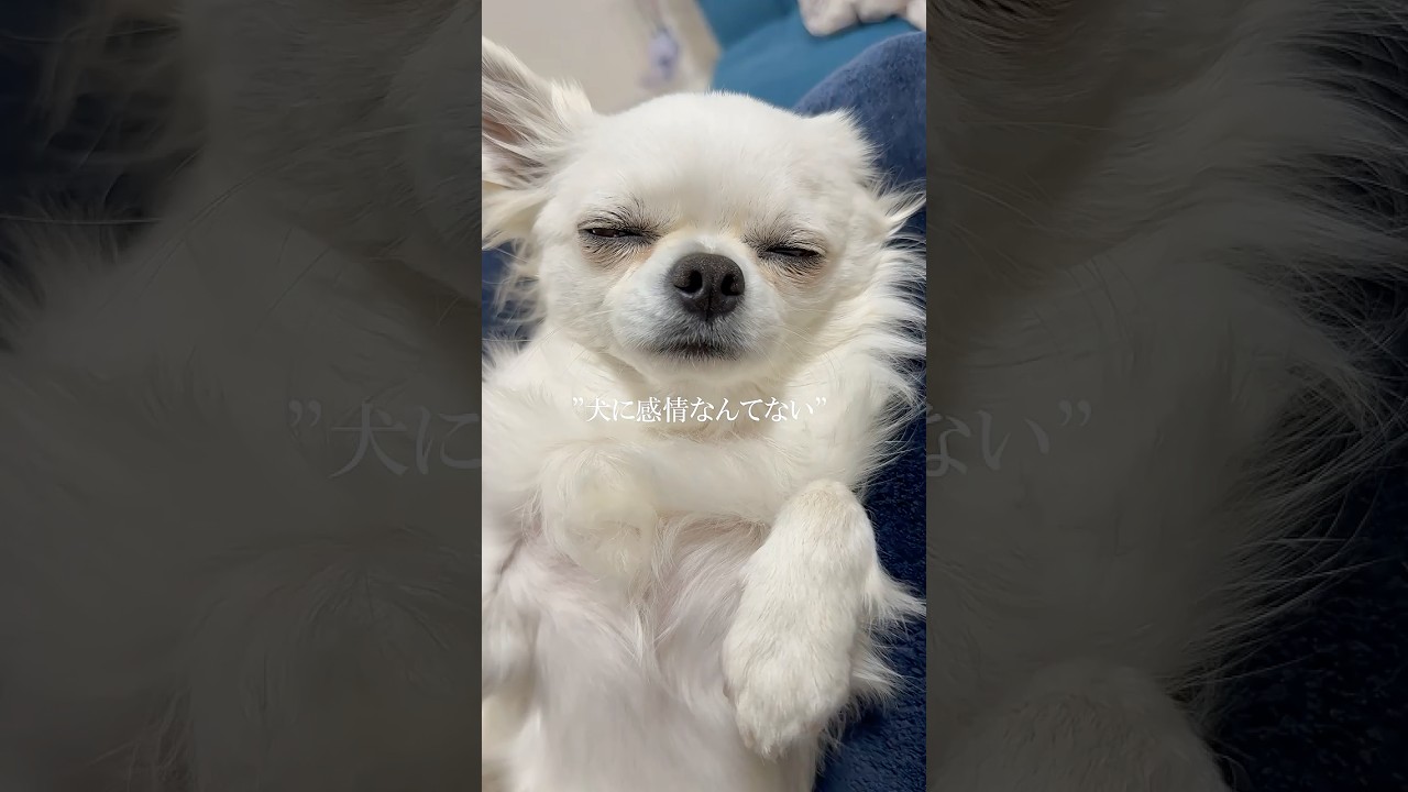 5月13日は愛犬の日🐶#チワワ