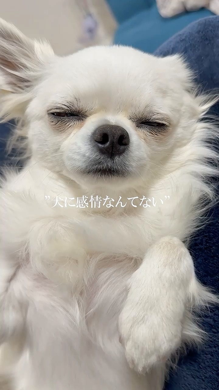 May 13th is National Dog Day 🐶 #Chihuahua - YouTube