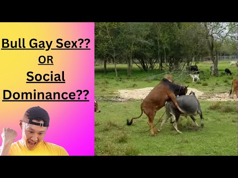 Gay Sex Among Bulls? Do Young Bulls Naturally Enjoy Same Sex Experience?