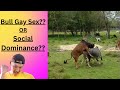 Gay Sex Among Bulls?