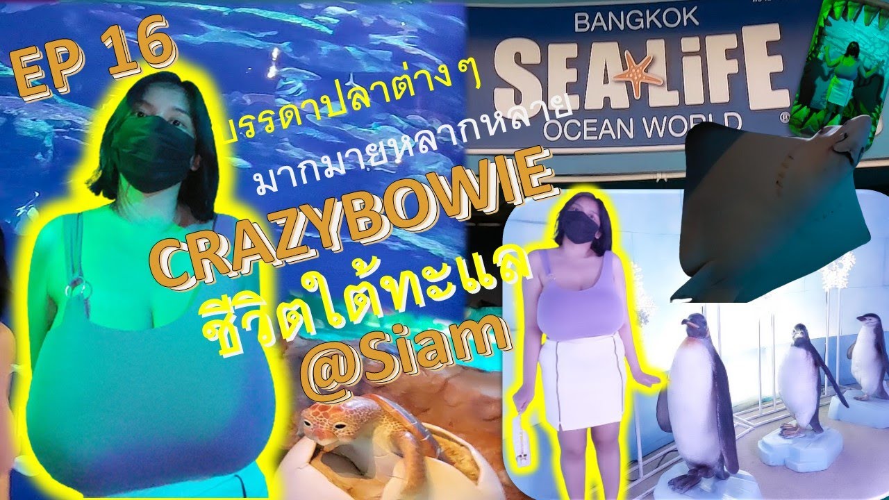 CRAZYBOWIE EP 16 ชีวิตใต้ท้องทะเล SEA LIFE Bangkok Ocean World - YouTube
