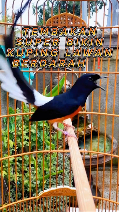 MURAI BATU MUNTAH ISIAN BELING, PAKU, KAWAT🔥❗
