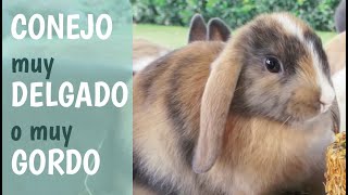 RABBITS Overweight rabbit Old rabbit that don't want to eat - One solution! by CyPmascota 3,776 views 1 year ago 6 minutes, 11 seconds