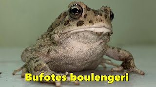 Bufotes boulengeri