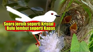 AKHIRNYA ..BURUNG CIBLEK PUTIH ASLI JAWA SUDAH PUNAH DI HABITATNYA, KENAPA GAK ADA YANG SADAR !!