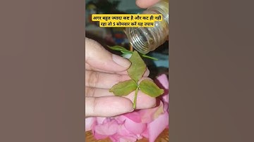 बहुत ज्यादा कष्ट दुख तकलीफ हो तो करें ये उपाय #pradeepmishra #shiv #shorts #mahadev #shivmahapuran