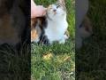 Cat attacked my mom 😱😅 #catsofyoutube #catshorts #cat #asmr #subscribeformore #travel