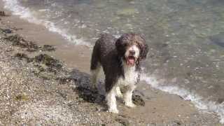 spanish water dog swimming