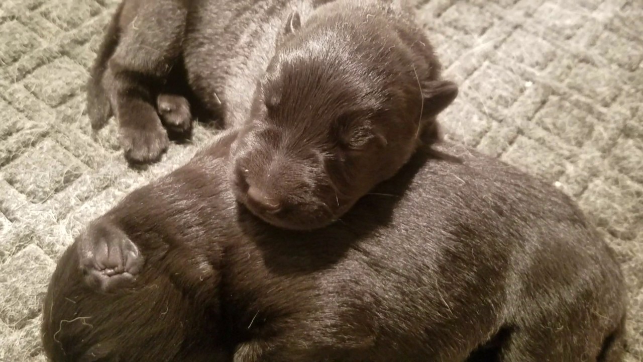 Juno x Zee litter 1 week old