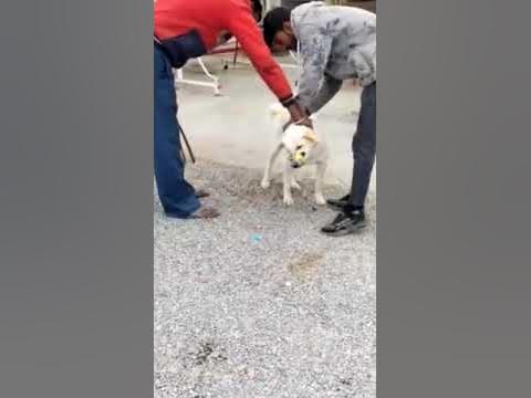 Animal rescue by animal ngo team - 847 | Animal ngo | cow 