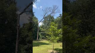 WATCH This Huge Tree Come Crashing Down