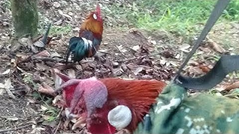 Bẫy gà rừng hay mới nhất 28/11/2025.tập mồi ngày đầu tiên đã lụm bổi quá hấp dẫn 