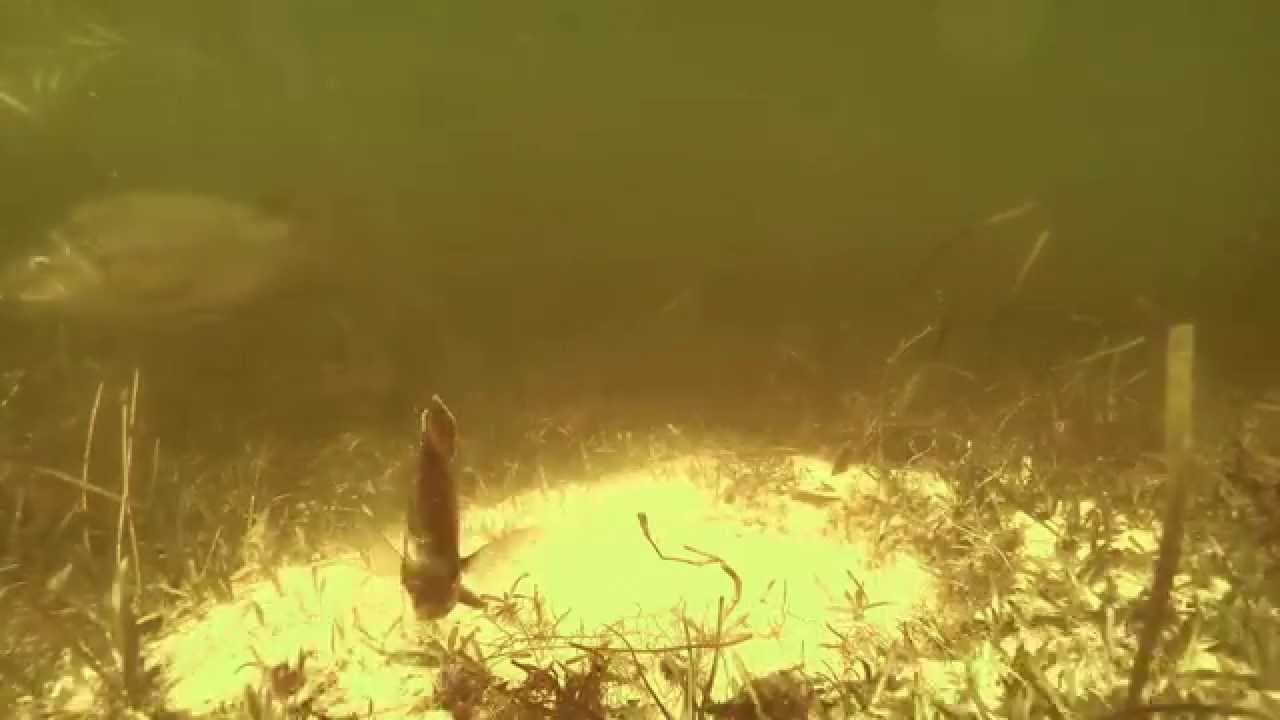 Tilapia nesting YouTube