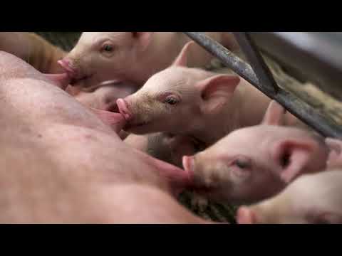 Video: Kas yra kiaulininkystėje paršavedė?