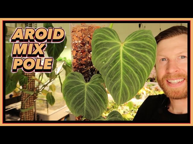 Moss Pole Pin  Aroid Rare Plant – The Moss Pole