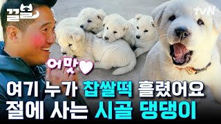 취미는 스님 신발 들고 도망가기 말랑뽀쨕 찹쌀떡 시고르자브종 5둥이 | 고독한훈련사