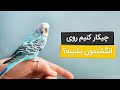 راهنمای آموزش دستی کردن مرغ عشق و نشستن روی انگشت 