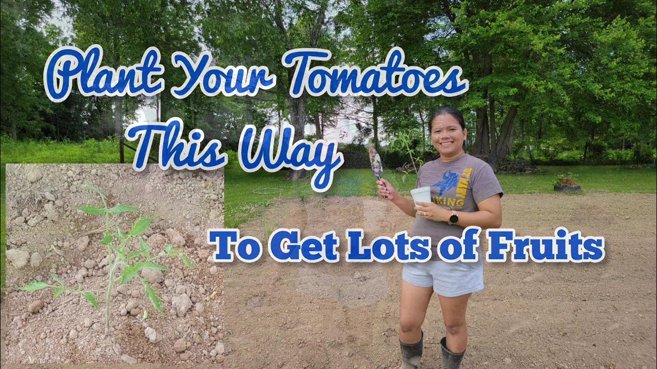 How To Plant Tomatoes To Get a Lot of Fruits Gardening High Yield