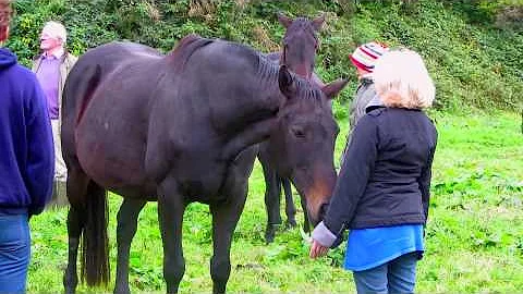 "Heart to Heart" Connection & Communication between Supreme; A Horse & Lauraine