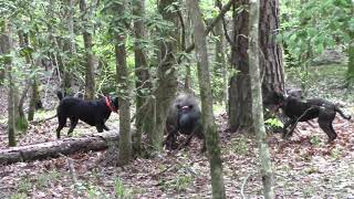 Young dogs baying a hog