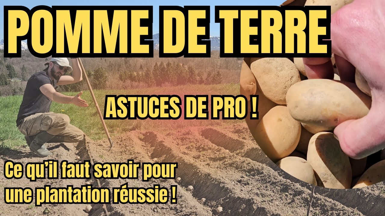 COMMENT je plante mes POMMES de TERRE pour une récolte XXL ??!
