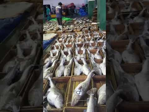 Video: Jenis Ikan Apa Yang Muncul Di Musim Dingin