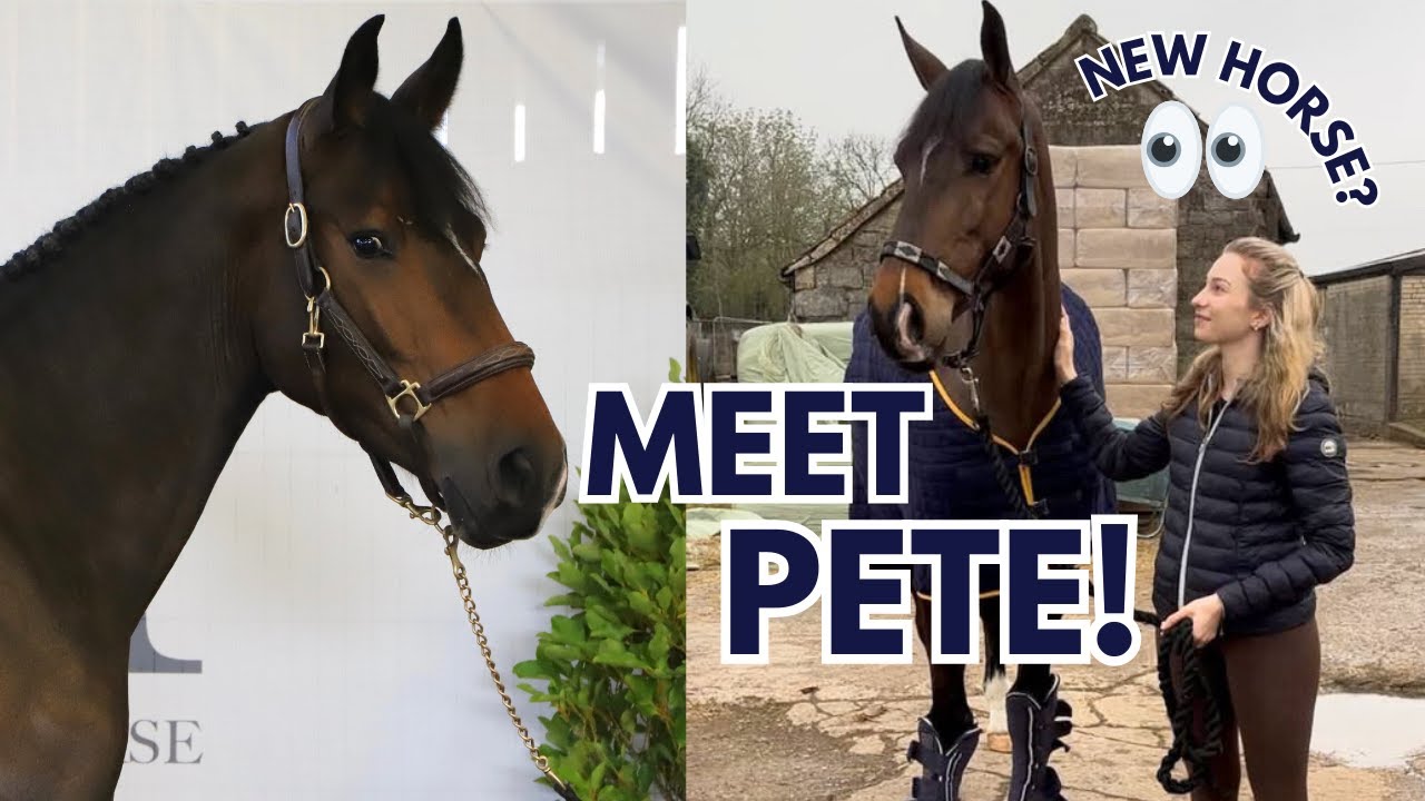 We Got a New Horse... and Took Him Straight to a Show!? 👀 | Ride Every Stride