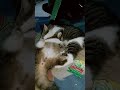 kucing lucu main sama mamah nya