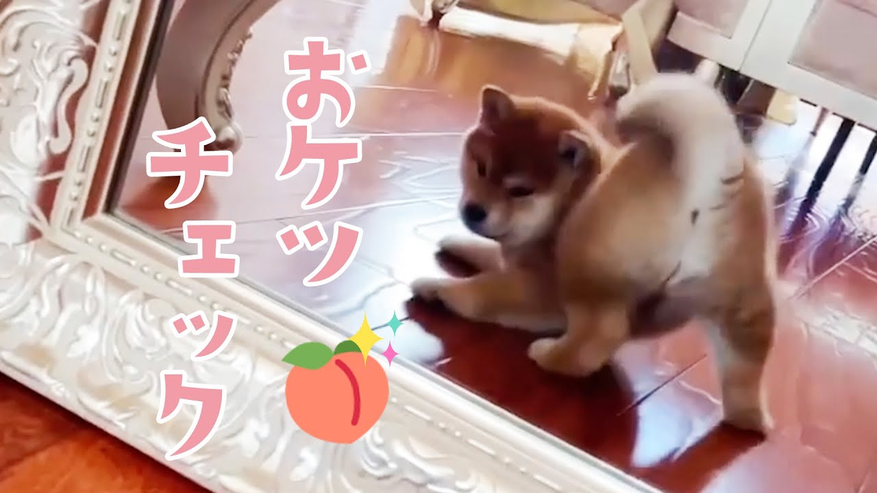 おケツが気になる Peco Youtube