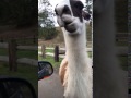 Olympic game farm llama