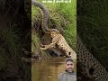 AI Snake Ne Tendua Ko Pakad Liya! 😱🐍🐆 #Shorts