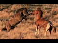 South Steens stallion "Valor" in battle for mares.