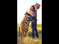 Tiger VS Human. Тигр VS Человек.Люби или сражайся. Кто выигрывает?Love or fight. Who wins?