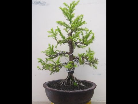 Video: Cryptomeria (41 Foto): Deskripsi 