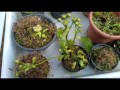 Colhendo sementes de dionaea Muscipula