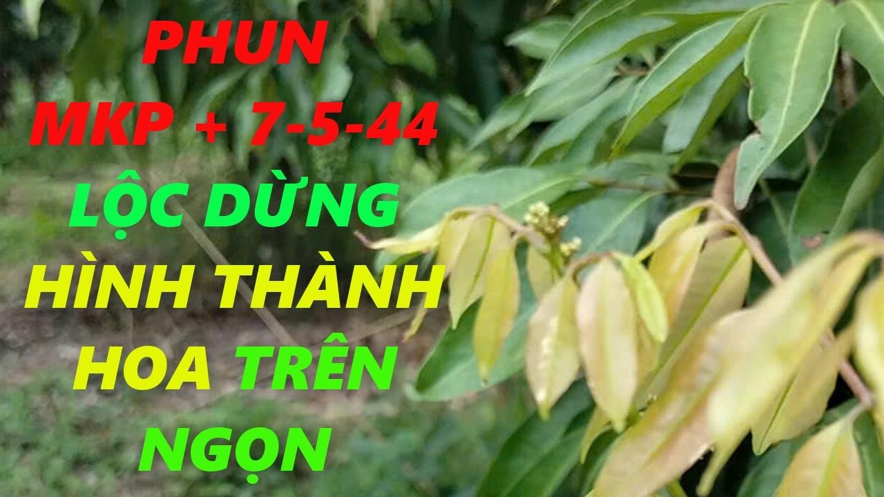 Phun MKP + 7-5-44, chỉ ức chế lộc không hại hoa.