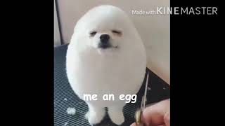 A real life EGGDOG!