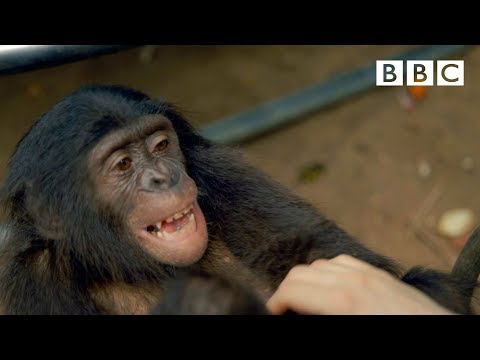 Making a chimp laugh | Animals in Love - BBC