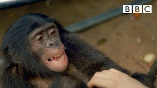 Making a chimp laugh | Animals in Love  BBC