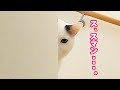ウチのキジ白トビ猫のおーちゃんがおもらしをする理由