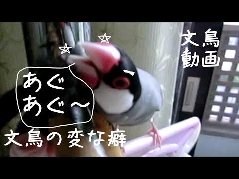 文鳥の変な癖　文鳥ほーちゃんのクチバシ磨き？　文鳥動画