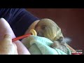 A new rescued baby sloth named Summer is a good little eater!  😊   Recorded 01/31/23