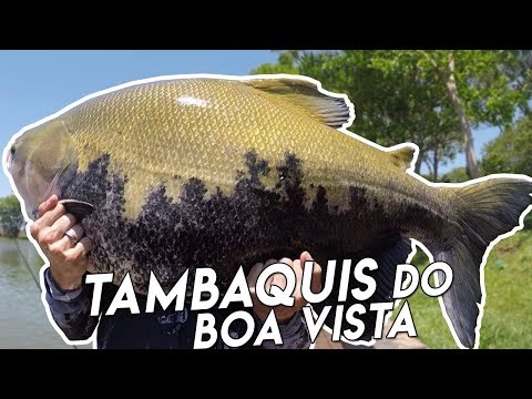 PESCARIA COM TAMBAQUIS, TAMBACUS E PIRARARAS DO BOA VISTA!