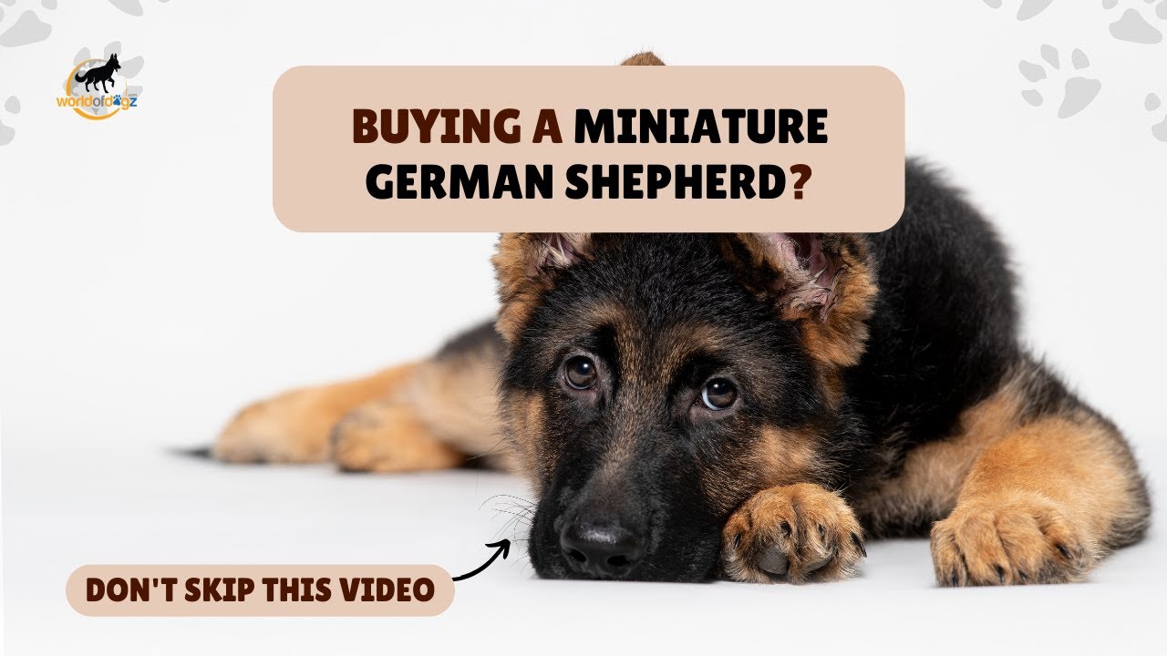 Smallest German Shepherd In The World